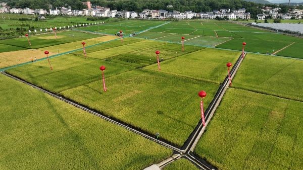 湘东区现代化制种基地，数智赋能让“赣鄱粮仓”更有底气！